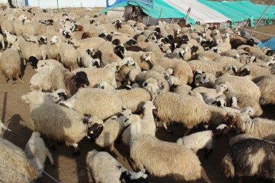 Tunceli'de Koyun Ve Kuzuların Renkli Buluşması