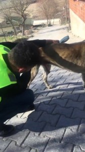 Acı İçinde Kıvranan Kangrenli Sokak Köpeği Tedavi Altına Alındı
