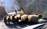 Koyunların Yayla Yolculuğu Başladı Haberi
