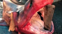 ADNAN POLAT - Mersin'de 4 Metre Uzunluğunda Köpek Balığı Yakalandı