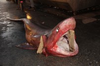 KÖPEKBALIĞI - Mersin'de Dev Köpekbalığı Yakalandı