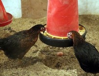 GAZIOSMANPAŞA ÜNIVERSITESI - Yerli tavuk: ATAK-S