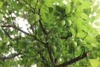 ERİK AĞACI - Eriğin Tanesi Dalında 10 Lira