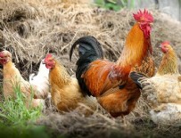 PASCAL - Tavuklar kümese giren tilkiyi 'birlik olup öldürdü'