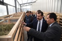 TIBBİ BİTKİLER - Yılmaz, 'Tarım Ve Hayvancılık Master Planı Balıkesir'e Büyük Kazanç'