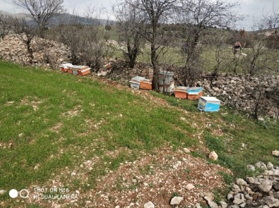 Adıyaman'da Arı Kovanlarını Çalan Şahıs Tutuklandı