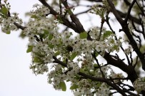 ALİ ŞENER - Ağaçların Erken Çiçek Açmasına Bordo Bulamaçlı Önlem