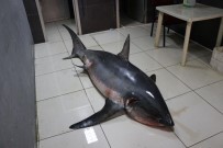 ÇEKIM - Akdeniz'de 3 Günde İkinci Dev Köpek Balığı