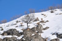 Bingöl'de Dağ Keçileri Görüntülendi