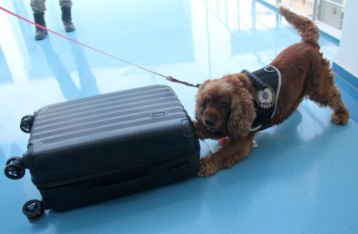 Business Class Yolcularına 'Coco' Şoku