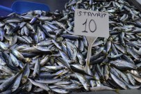 BARBUNYA - Sinop'ta İstavritin Kilosu 10 Liraya Geriledi