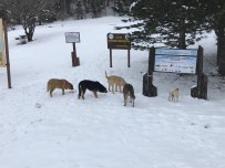 YAVRU KÖPEKLER - Uludağ'daki Sahipsiz Hayvanlar Düzenli Olarak Besleniyor