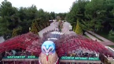Gaziantep Hayvanat Bahçesi'nin Müzmin Bekarlarına Eş Aranıyor
