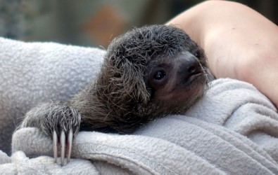 Ağaçtan Düşen Yavru Tembel Hayvanın Annesiyle Buluşma Anı Göz Yaşarttı