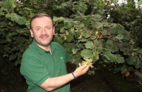 TARIM BAKANLIĞI - AK Partili Milletvekili Fındık Üreticilerinin Beklediği Tarihi Verdi