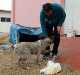 ŞAH İSMAIL - Van'da Sahiplendirilen Hayvanlar Kontrol Altında