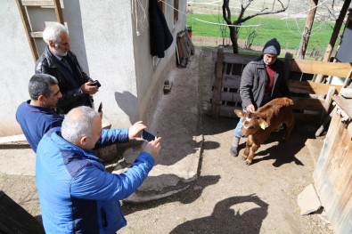 Alnında Ayyıldıza Benzeyen İşaretle Doğan Buzağı Büyük İlgi Görüyor