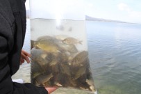 BEYŞEHIR GÖLÜ - Beyşehir Gölü'ne Yavru Sazan Takviyesi