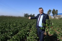 TARıM SIGORTALARı HAVUZU - Patates Üreticilerini Don Vurdu