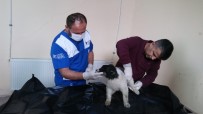 YAVRU KÖPEK - Aracın Çarptığı Yavru Köpek Tedavi Altına Alındı