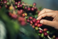 İSVIÇRE - Türkiye'de Yılda 100 Bin Tona Yakın Kahve Tüketiliyor