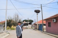 MUSTAFA TÜRK - Baharın Müjdecisi Leylekler Alaşehir'e Geldi