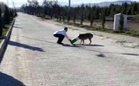 FıRAT ÜNIVERSITESI - Başına Karton Kutu Sıkışan Köpeği, Duyarlı Vatandaş Kurtardı