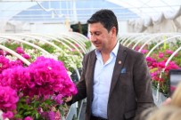 YALıKAVAK - Bodrum'a Begonvil Festivali Geliyor