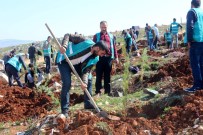 FERDI TATLı - Hükümlüler Fidanları Toprakla Buluşturdu