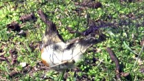 ONDOKUZ MAYıS ÜNIVERSITESI - Kızılırmak Deltası'nda Kuş Halkalama Çalışmaları