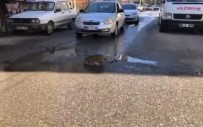 PEYGAMBERLER ŞEHRİ - (Özel) Çukurda Su İçen Kedi Trafiği Durdurdu