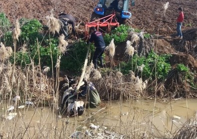 Tahliye Kanalına Düşen İnek Traktörle Çıkartıldı