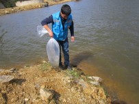 Göletlere 7 Bin Adet Pullu Sazan Balığı Yavrusu Bırakıldı Haberi