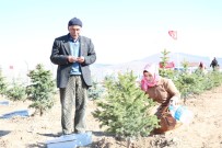 İBRAHIM AKıN - Kırşehir'de Şehitler Hatıra Ormanı Açıldı