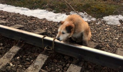 Rusya'da Köpeği Raylara Bağladılar