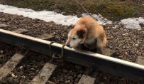 MAKINIST - Rusya'da Köpeği Raylara Bağladılar