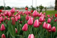 LALE SOĞANI - Samsun'da 'Lale Devri'