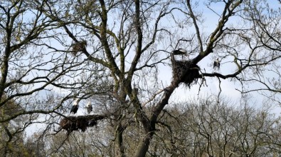 Baharın Müjdesi Leylekler Ziyaretçilerini Bekliyor
