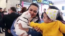 VAN KEDİSİ - En Güzel Van Kedisi 'Spak'