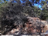 KAYAKÖY - Fethiye'de Orman Yangını
