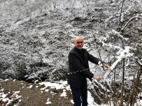 ALıŞKANLıK - Fındık Üreticisine 'Kar' Şoku