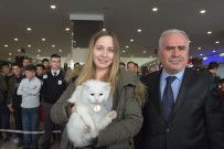 İPEKYOLU - Van Kedisi Güzellik Yarışması