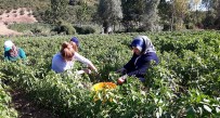 YERLİ TOHUM - Büyükşehir'den Çiftçilere Yerli Tohum Desteği