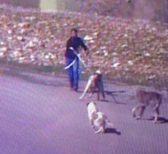 Kangal Cinsi Köpeği Çalan Hırsız Güvenlik Kamerasına Takıldı