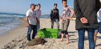 CARETTA CARETTA - Kuşadası'nda Olta İğnesi Yutan Caretta Caretta Kurtarılamadı