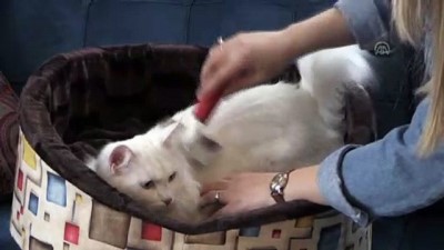 En Güzel Van Kedisi 'Spak'a Özel Bakım