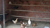 MEHMET ŞAH - Kendi İmkanlarıyla Organik Tavuk Çiftliği Kurdu