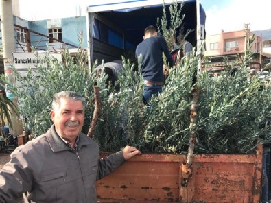 Şehzadeler Ziraat Odası'ndan Üreticilere 35 Bin Zeytin Fidanı