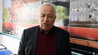 Seyfe Gölü'ne Flamingo Akını