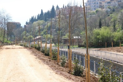 Cımbızdere Vadisi'nde 11 Bin 400 Metrekarelik Alan Ağaçlandırıldı